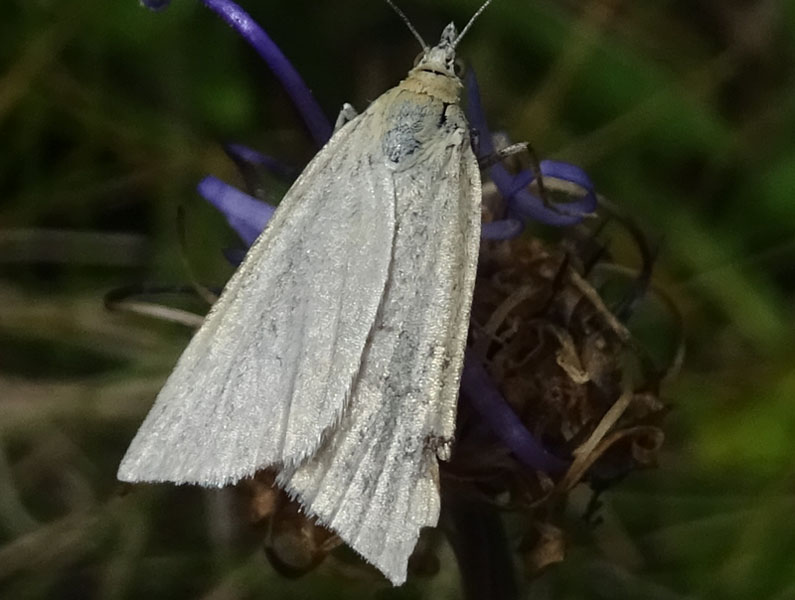 Cfr. Udea austriacalis - Crambidae
